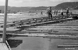 Fløtere i arbeid på retteanlegget ved Glennetangen lense i N