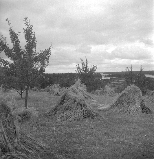 Urshult. Äppelodling i havreåker, Froaryd. 1946