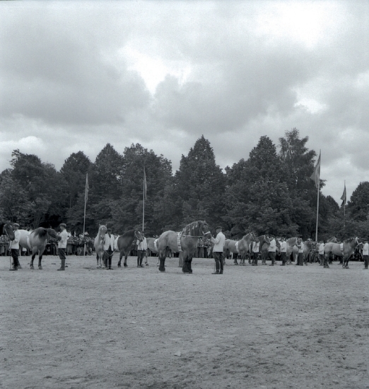 Hästar, 1942. Pristagarna vid lantbruksutställningen.Några män i ljusa jackor och skärmmössor m.m., håller i några (arbets-)hästar på skolgården till dåv. Växjö Högre Allmänna Läroverk.