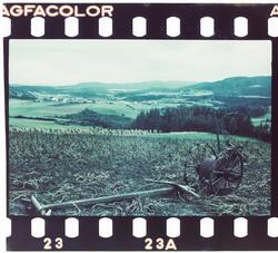 Potetopptaking med potetopptaker for hest av typen kastoppta