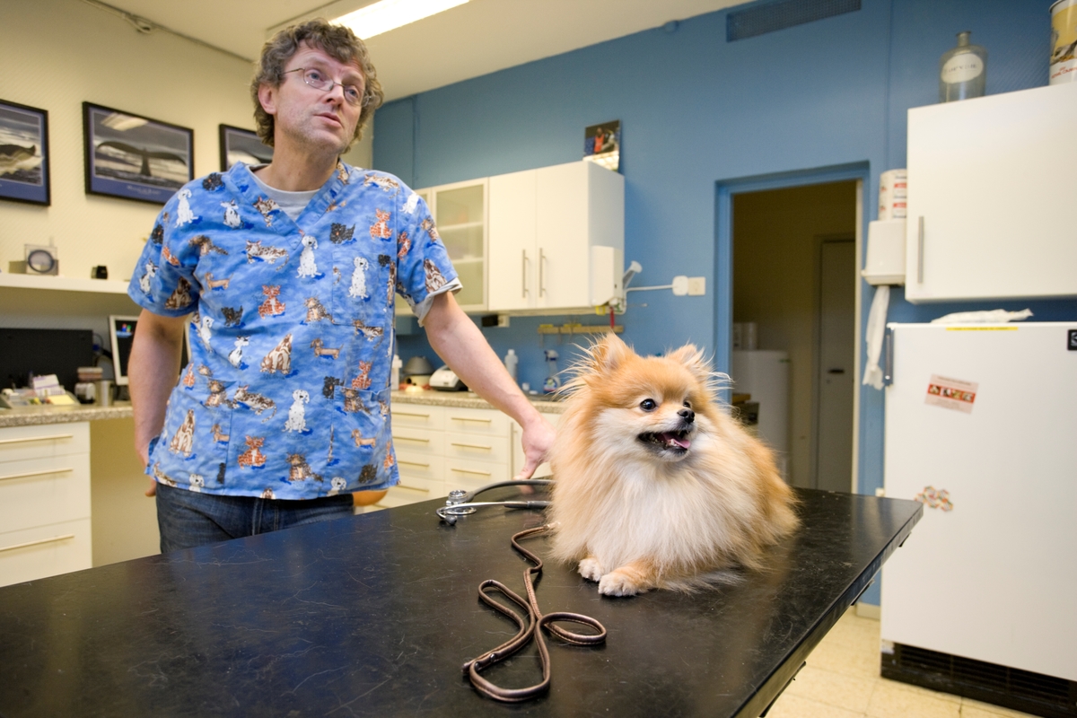 Hund hos veterinær. En hund av rasen pomjeranian ligger på et undersøkelsesbord. Veterinæren står i bakgrunnen.