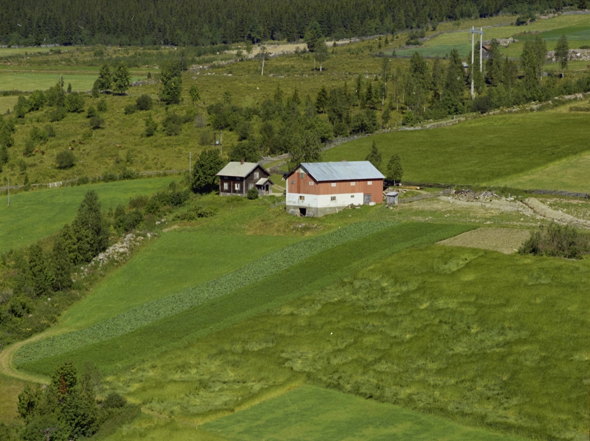 Rognli. Gårdsbruk med brun stue og rød , stor driftsbygning. Kulturlandskap med åkrer og utmark.