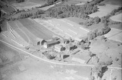 Hov gård, Øyer, 1952, To våningshus, to stabbur, stor drifts