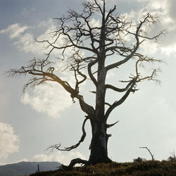 Gammelskogen på Vettismorki
