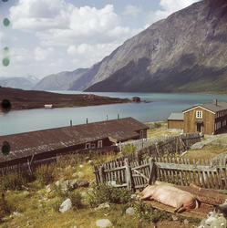 Grisen på Gjendesheim tar seg en lur