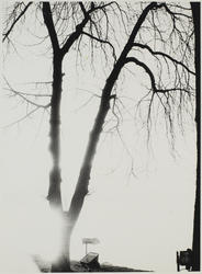 Foto av et tre i motlys.