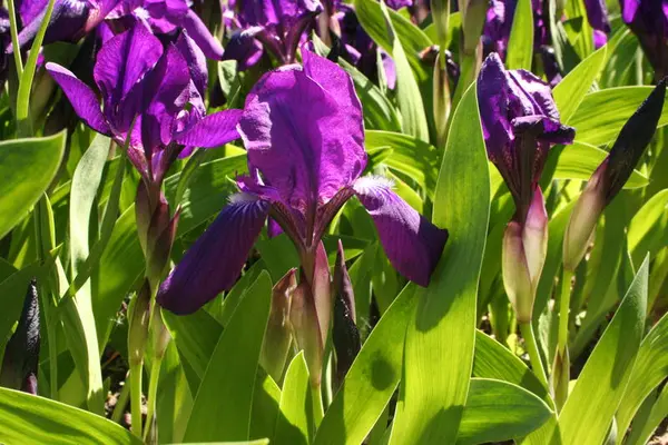 Kjerringiris/Iris aphylla. Foto/Photo