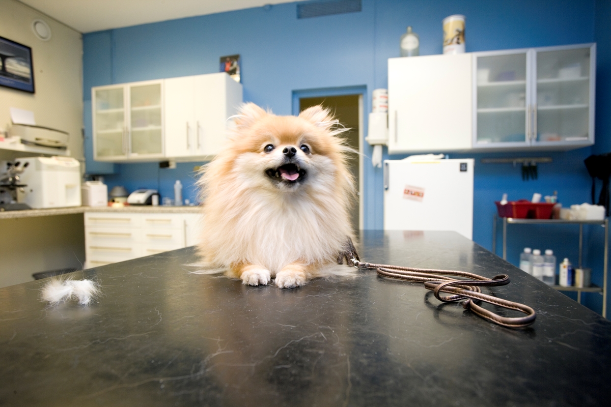 Hund hos veterinær. en hund av rasen pomeranian hviler på undersøkelsesbordet hos veterinæren.