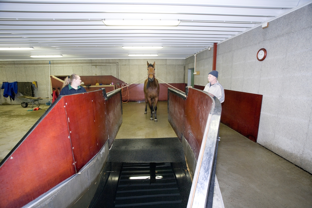 Svømme- og rehabiliteringssenter for heste. En hest venter før svømmeturen i svømmebassenget.
