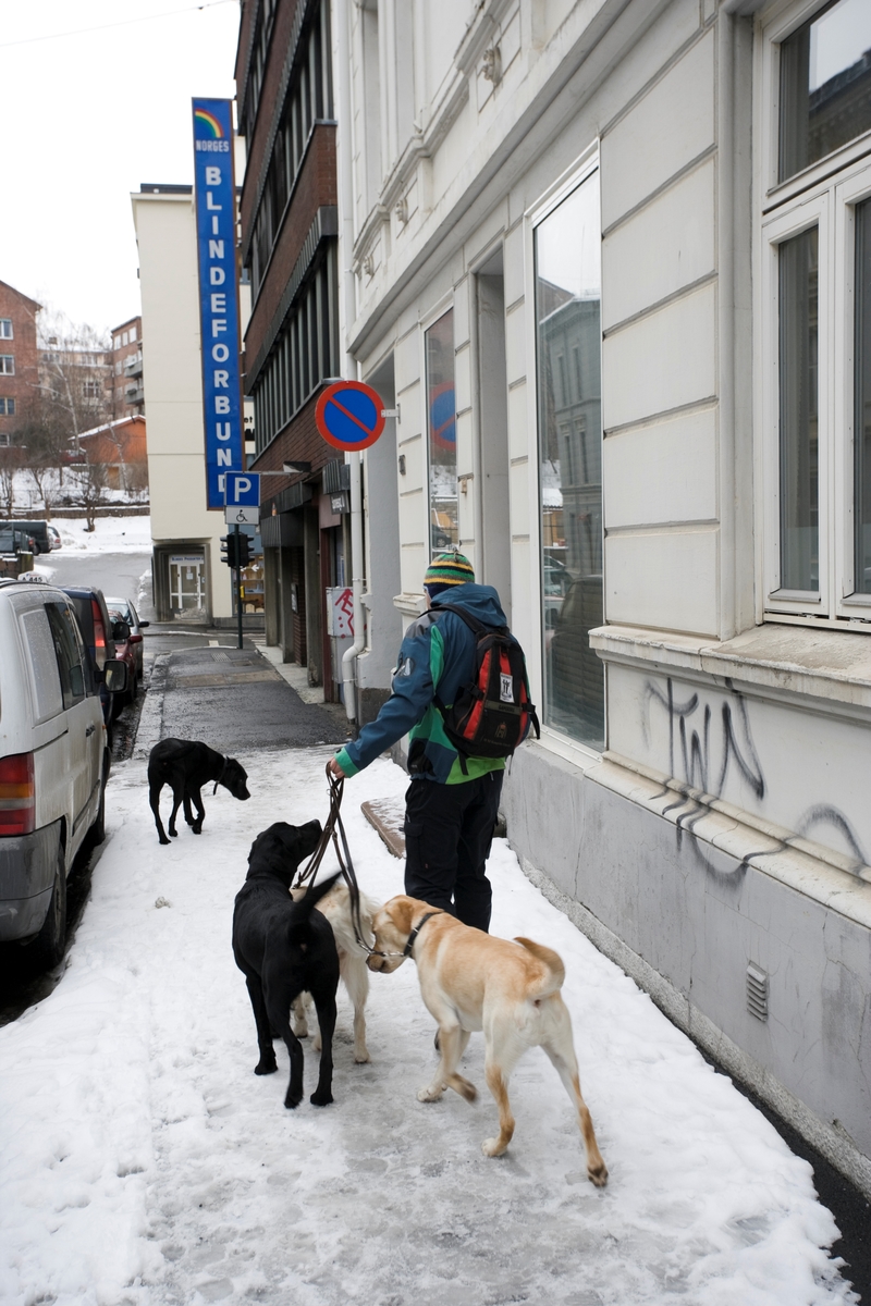 Førerhundskole. Hundene blir leid til Norges Blindeforbunds lokaler på Majorstuen.