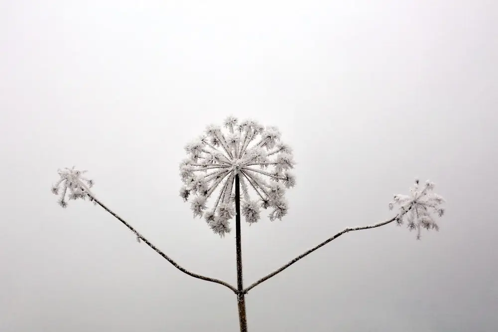 De tørre stilkene av en fjellkvann står med rim på seg mot en blek, grå himmel.