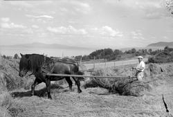 Slåttonn på Øvre Rotvoll