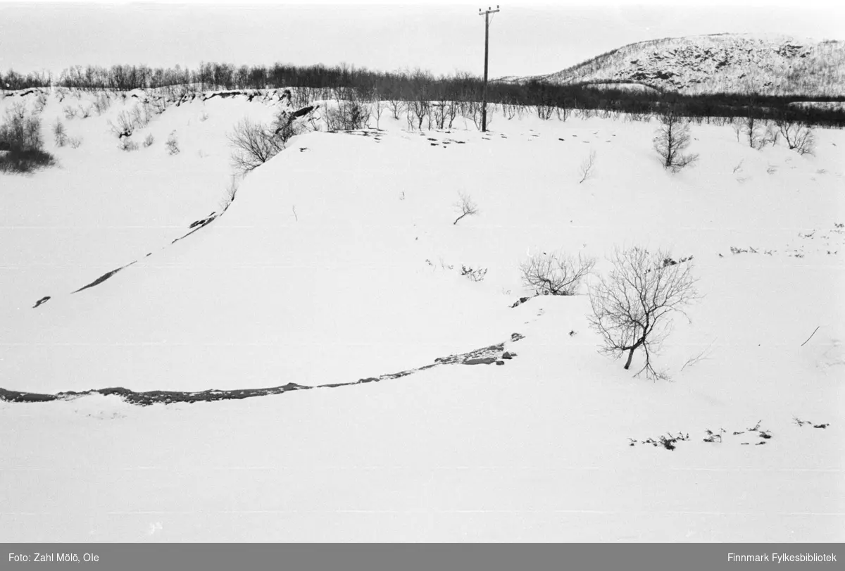 April 1968. Polmak. Landskapsbilder, skog fotografert av Ole Zahl Mölö.