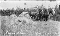 Kornhausting i Canada med Anton Langmo.