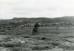 Motiv fra Høvreslia, Sør-Aurdal.