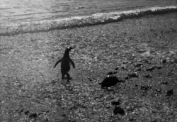 Foto fra Grytviken i Sør-Georgia, og fra en norsk hvalstasjo