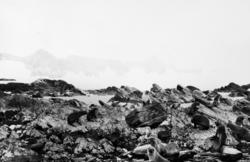 Foto fra Grytviken i Sør-Georgia, og fra en norsk hvalstasjo