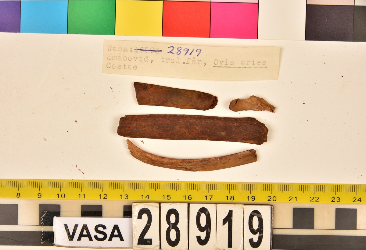 Ben från småbovid, troligen får.
4 st. revben (costae).
4 st. bröstben (sternebrae).
1 st. fragment.