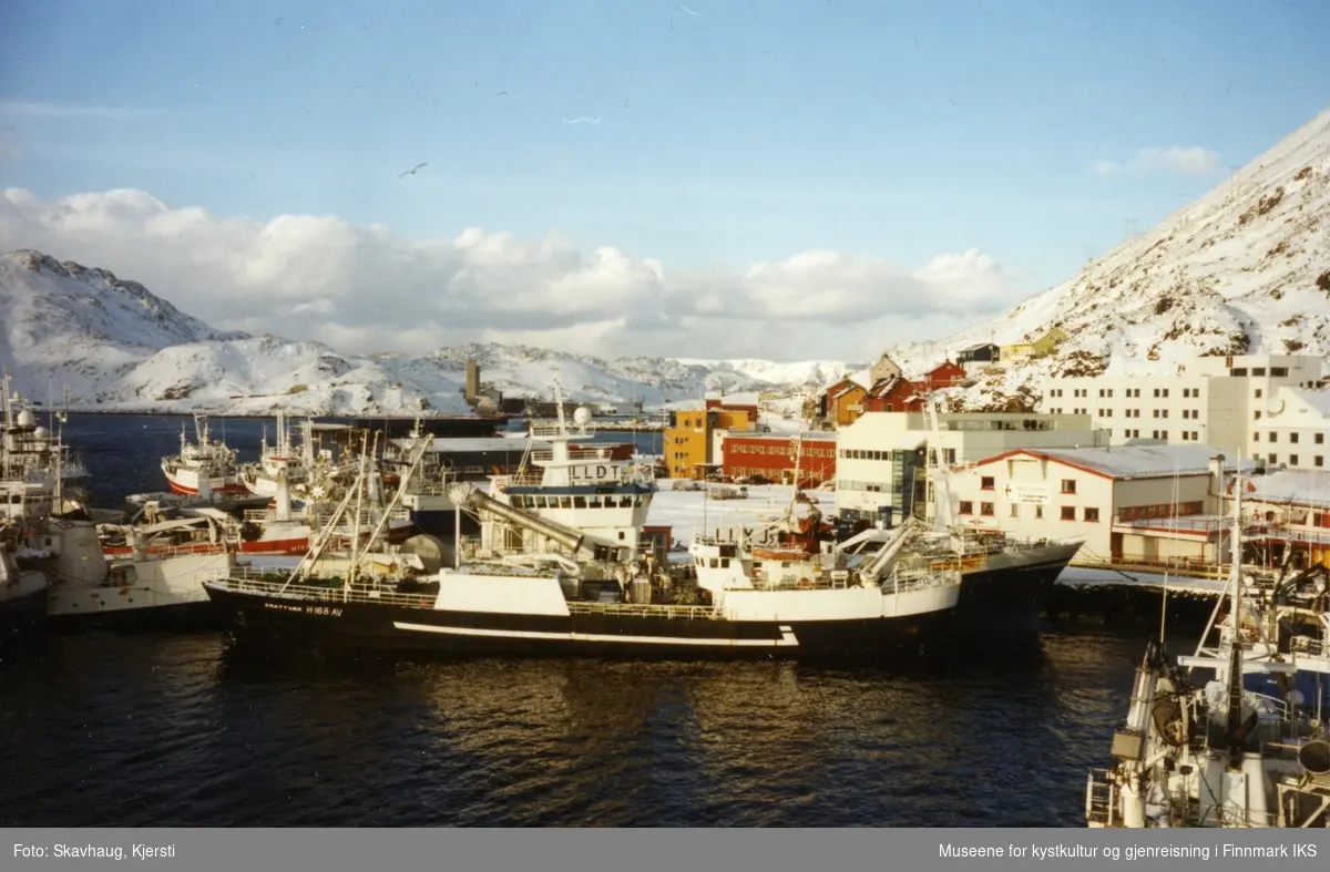 Loddesesong i Honningsvåg. I bakgrunnen deler av Honningsvåg sentrum. Bilde ble tatt fra Hurtigruta. Mars 2003.
