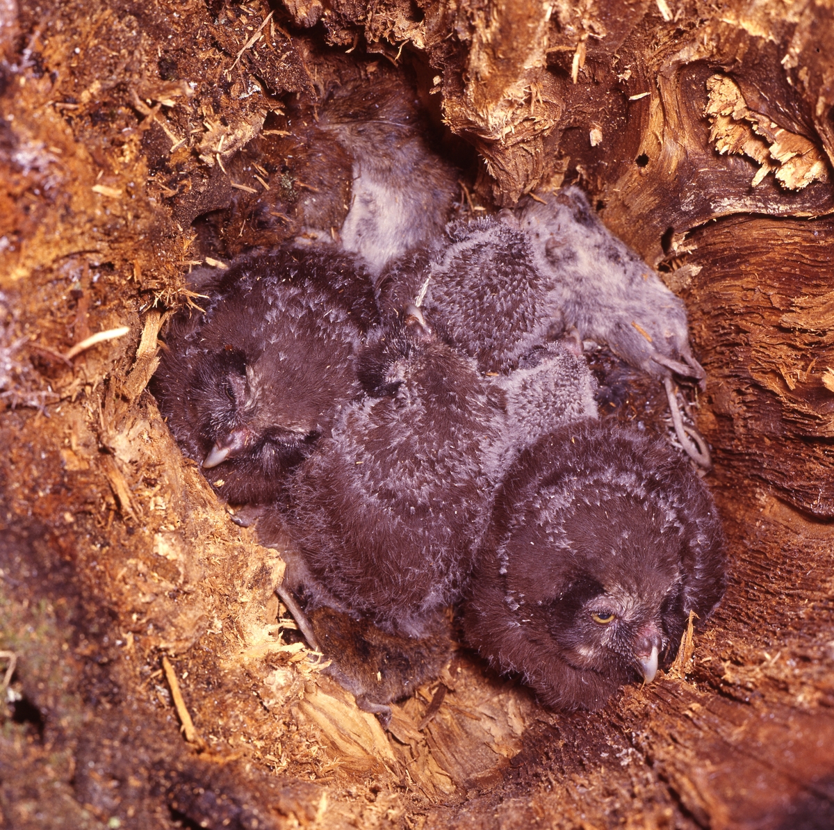 I en bohåla i murket trä ligger några uggleungar. Bredvid dem syns döda möss.
