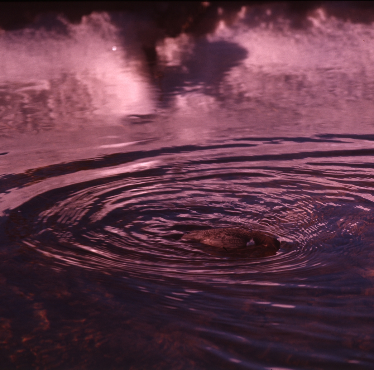 En strömstare dyker i vattenbrynet. Det bildas ringer runt den.
