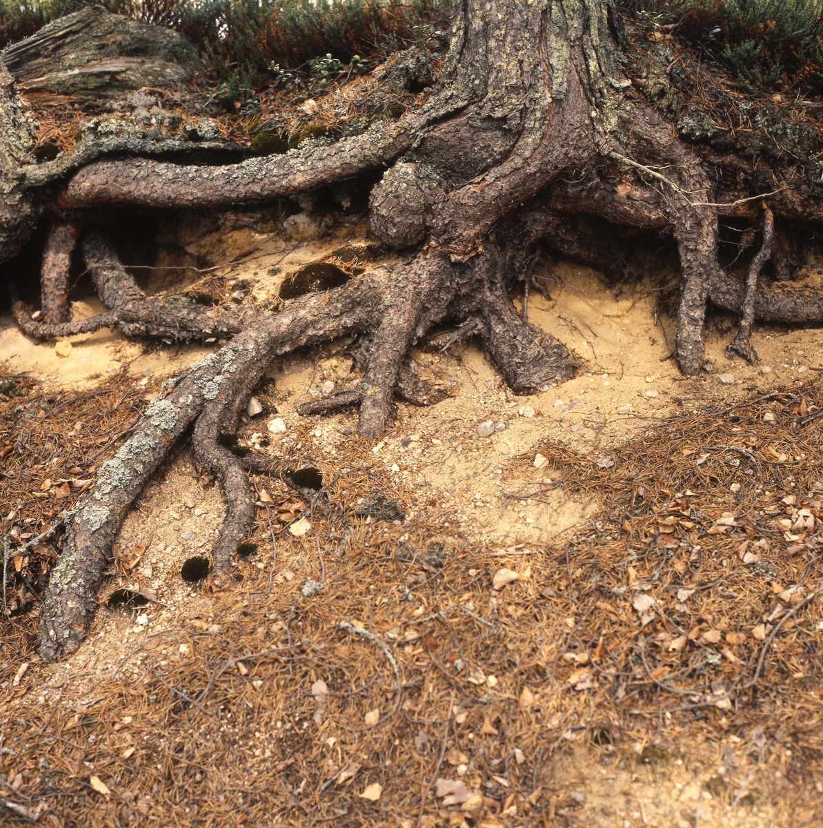 Länsyrkesrådet och Skogsbruksskolan var vid Ängratörn 5 juni 1990. Trädets kraftiga rötter gräver sig ner i sanden.
