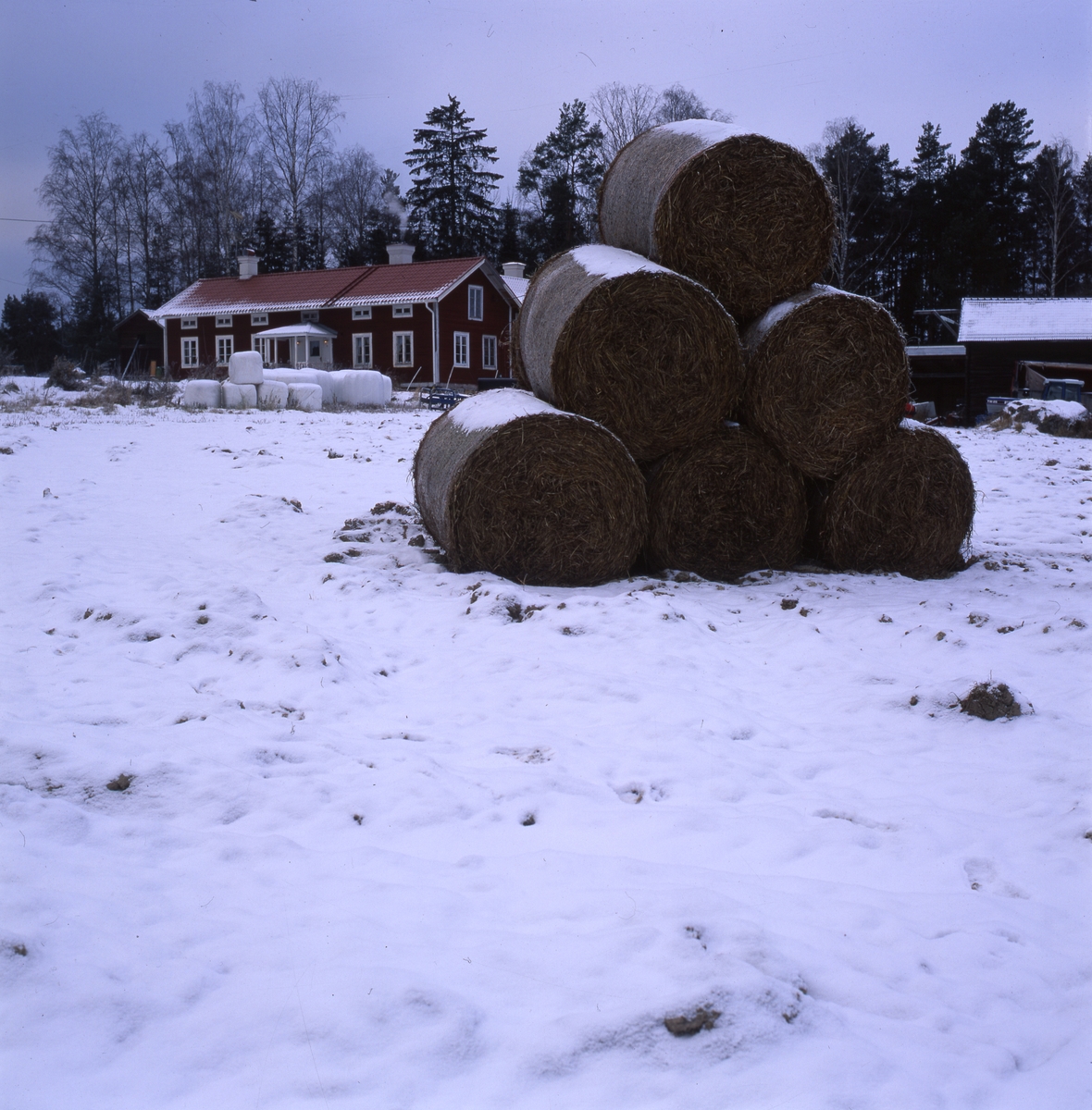 I snön framför en gård ligger höbalar och vita ensilagebalar.