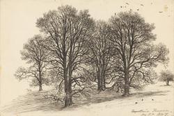 Nakne trær, Amport House [Tegning]