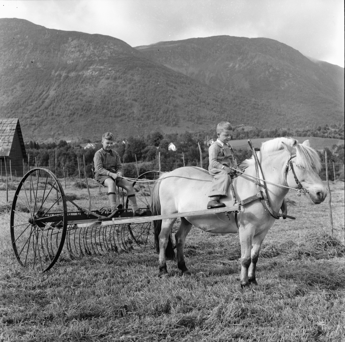 sommar-h-yonn-hest-fjording-med-h-yrive-to-guttar-gut-med