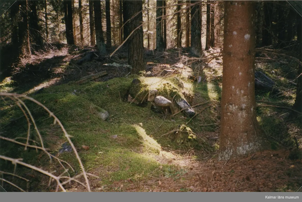 Brånahult september 2002, skog.