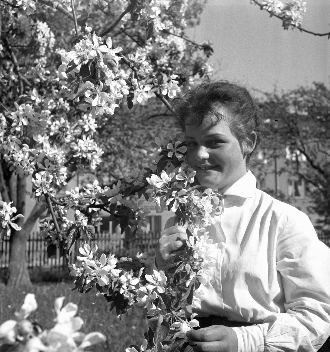 Blommande äppelträd,
Maj 1956.