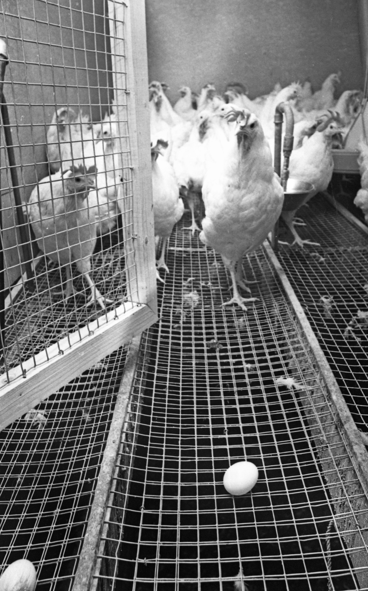2060 høner og 1 hane - Egg fra frittgående høns.