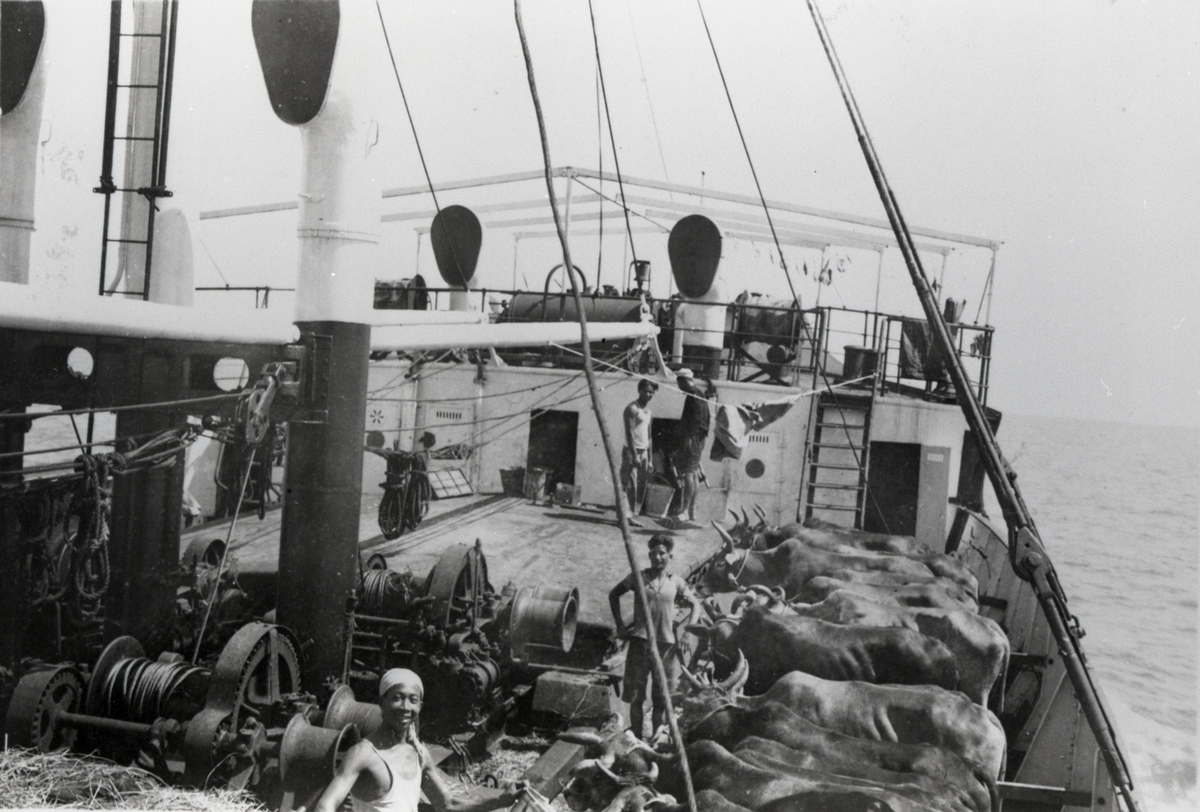 Mannskap og vannbøfler ombord i D/S 'Hermod' (b.1925) på reise mellom Bangkok og Hong Kong