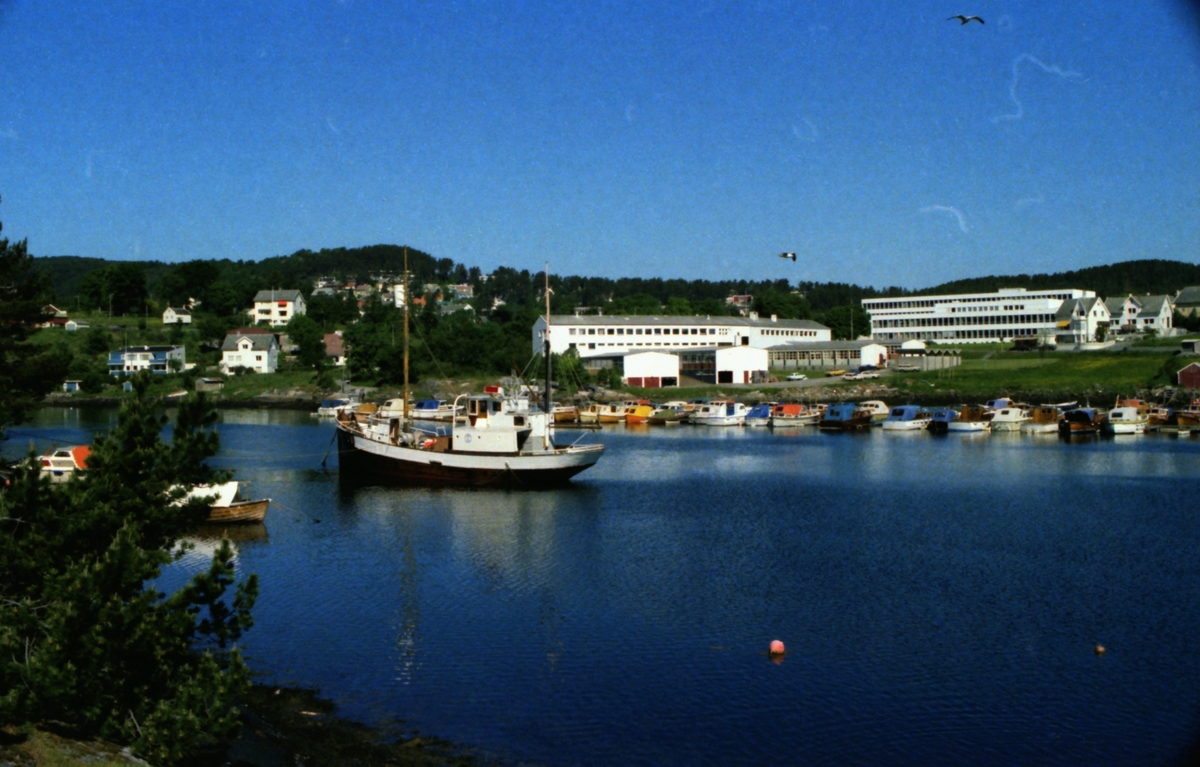 Diverse motiv fra museumsområdet ved Sunnmøre Museum, 1980.