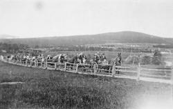 Bryllup, personer, hester, vogner.