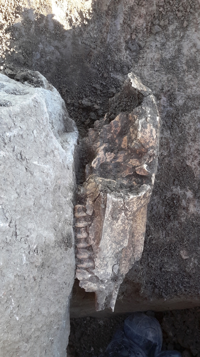 Arkeologisk slutundersökning, hästkranium i stolphål 813, hus 1, Söderhällby, Vaksala socken, Uppland 2015