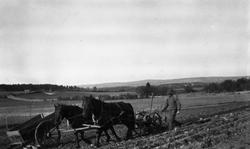 Nils Gunnerød kjører kastehjulsopptakeren i potetåkeren på g