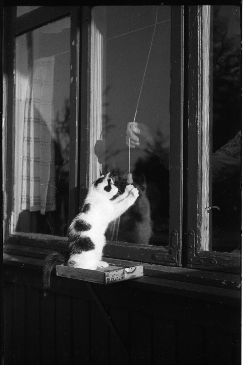 Kattunge ved et vindu. Fire bilder.