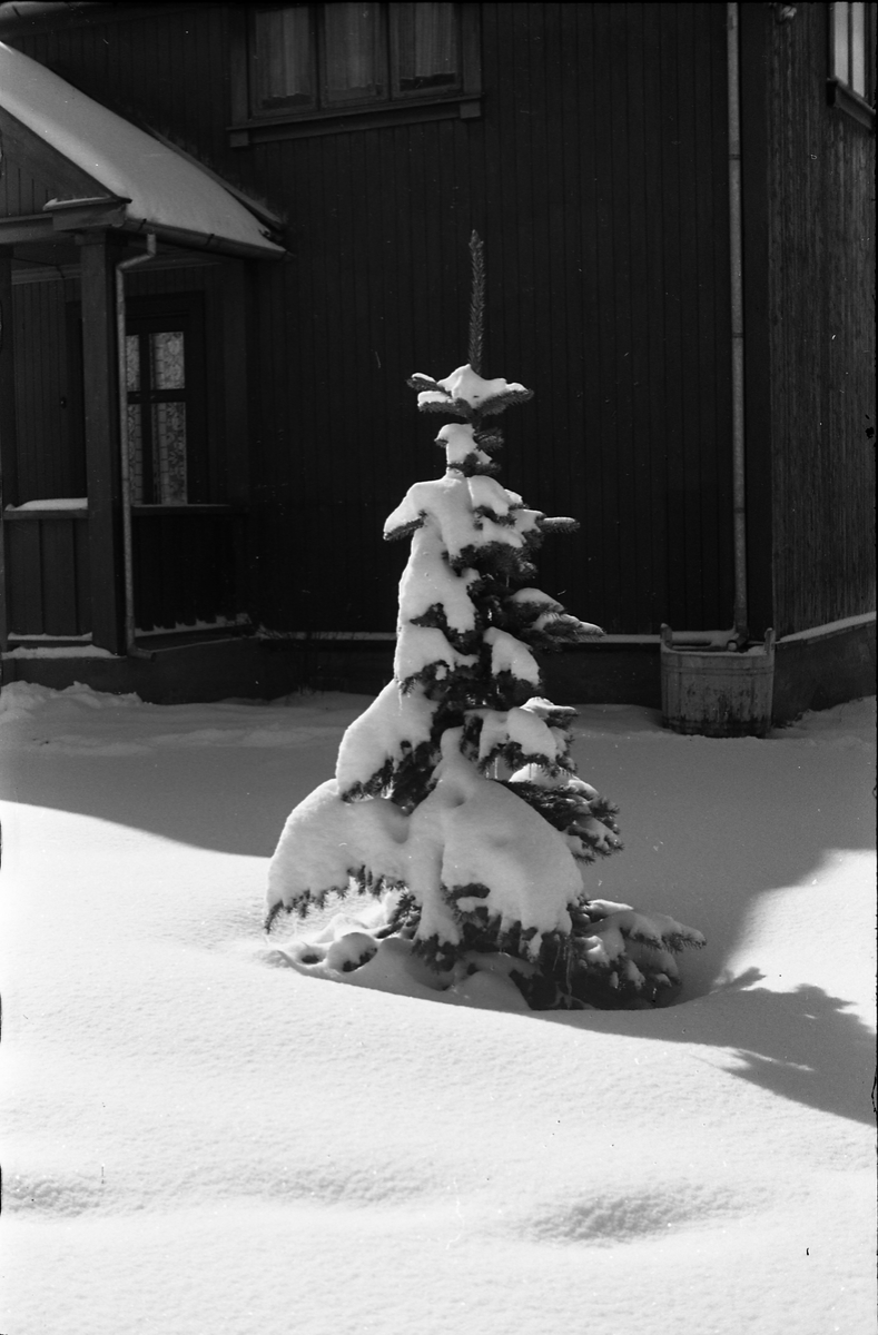 Lita edelgran på gårdsplassen på Odberg på Kraby senvinteren 1947.