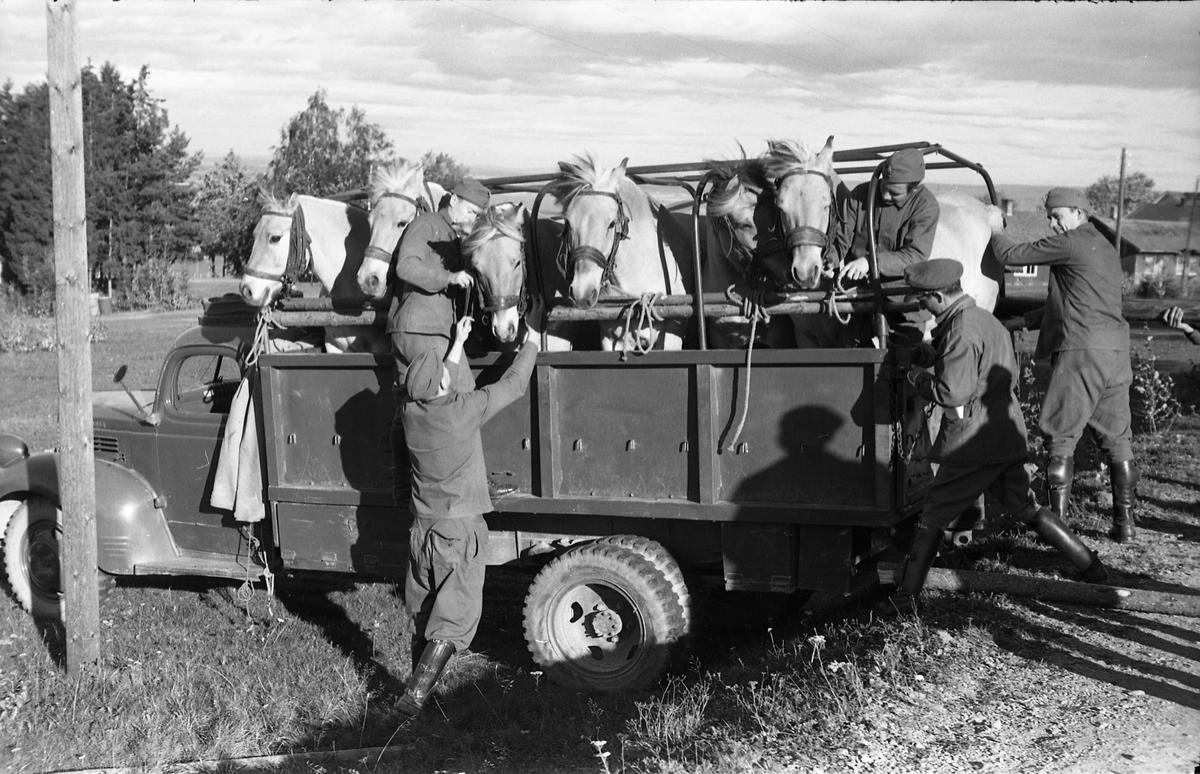 Transport av hest med lastebil ved Hærens Hesteskole på Starum, september/oktober 1948. Serie på 17 bilder. På bilde nr. 4 står fra venstre: Kaptein Sverre Norli, trolig major Bjart Ording (plasskomandant), og sersjant Ottar Markeng.