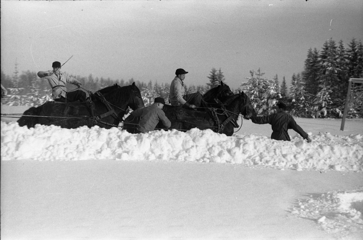 Snøbrøyting med plog trukket av hester. Hærens Hesteskole, Starum, februar 1950.
