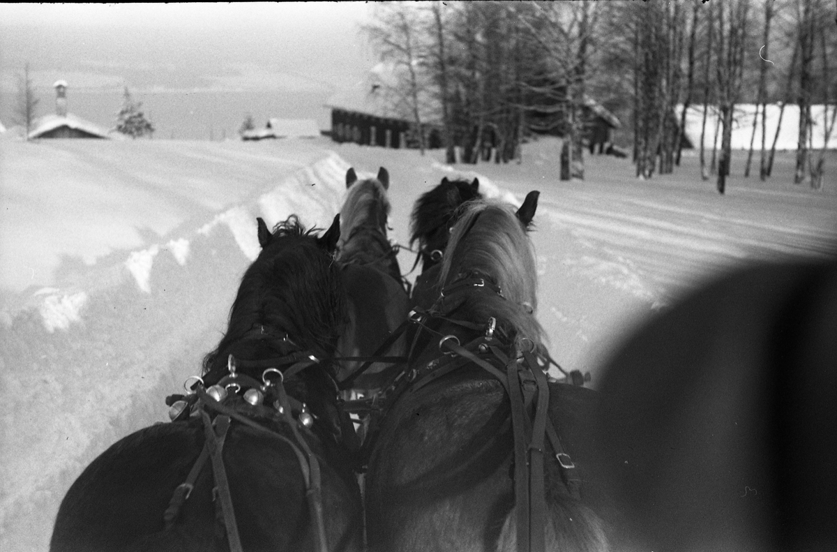 Hestespann fotografert fra kuskens plass. Hærens Hesteskole, Starum, februar 1950.