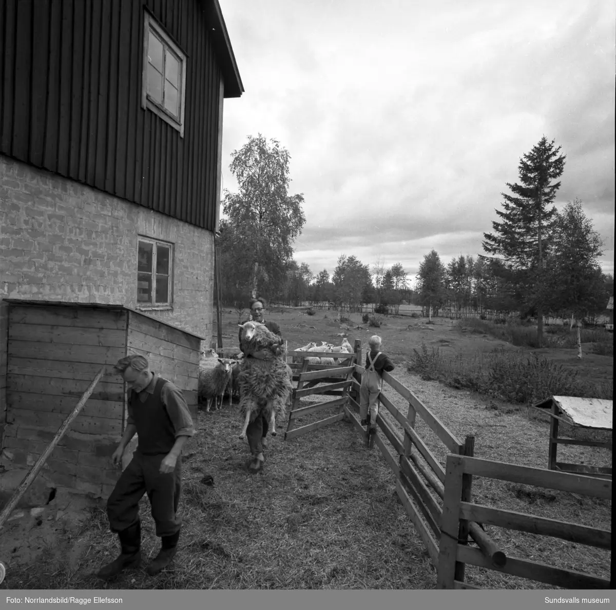 Folkskollärare Gunnar Tjernbergs lantgård i Slätt, Ovansjö, Njurunda. En flock får hanteras, bland annat så vägs en tacka, och här fanns även häst och hund. En av bilderna visar Tjernbergs yrkesroll som lärare i klassrummet och på en annan är han i skogen med yxan i högsta hugg.