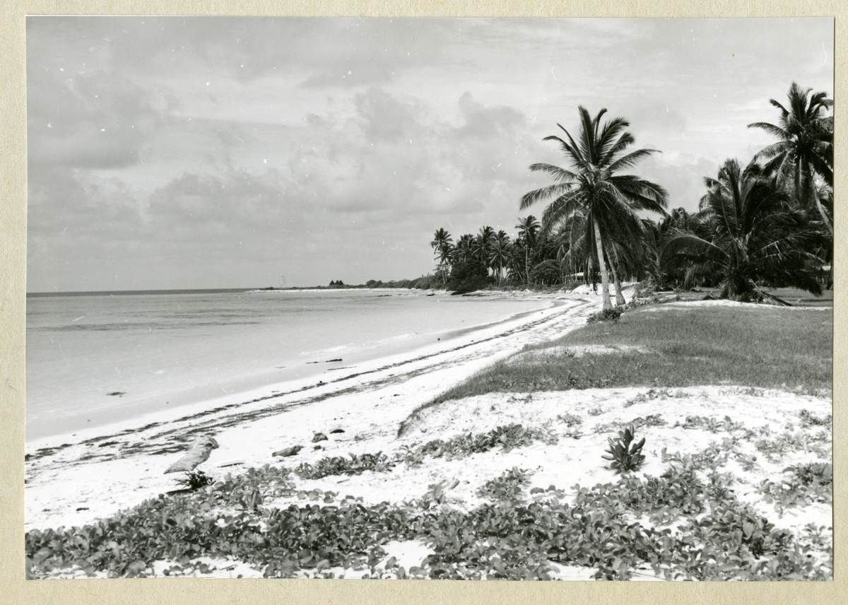 Bilden föreställer en sandstrand på Kokosöarna. Längs med stranden växer palmträd mot en något molnig himmel. Bilden är tagen under minfartyget Älvsnabbens långresa 1966-1967.
