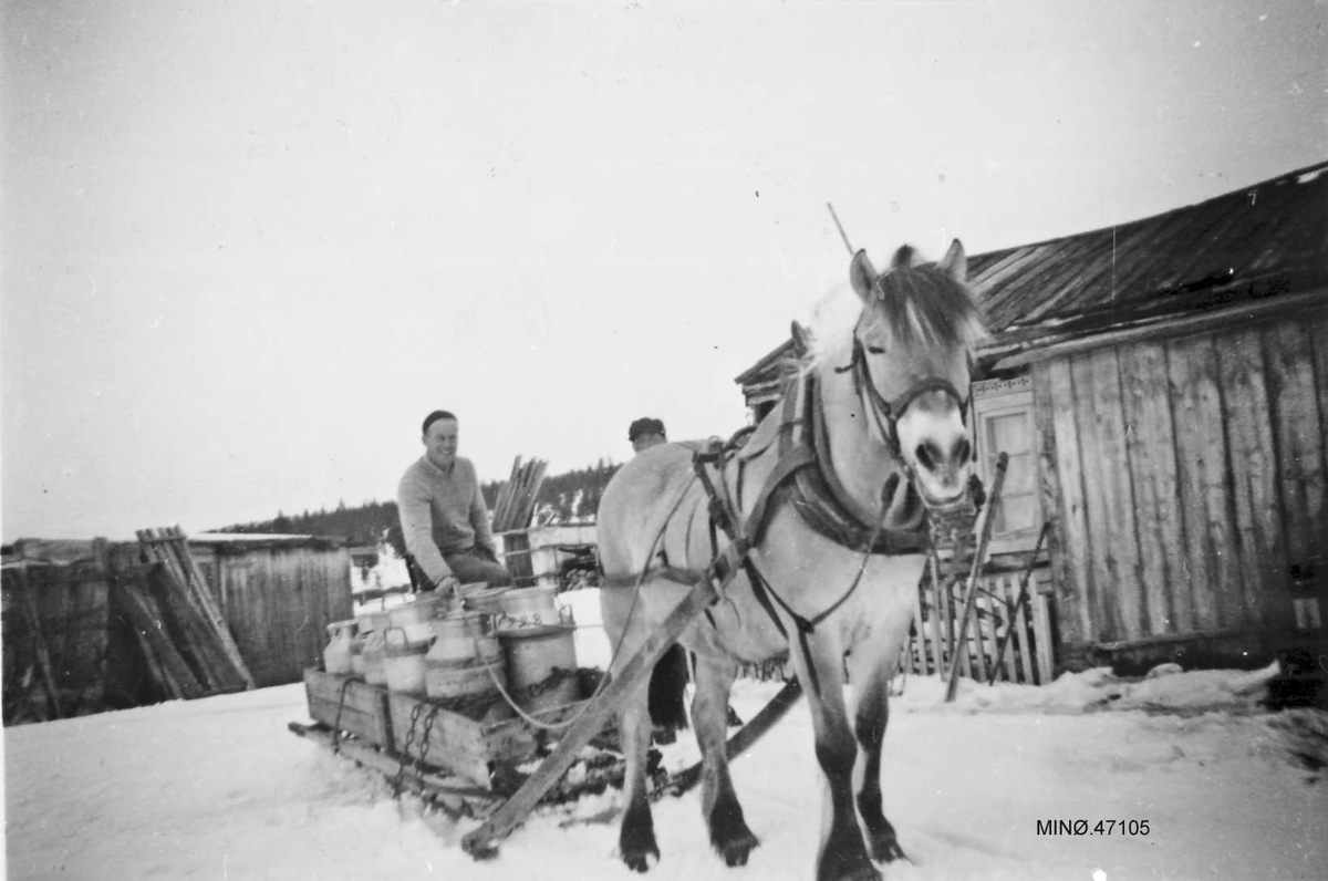 Amund Randen f. 1924, kjører mjølk med "Blakken". 