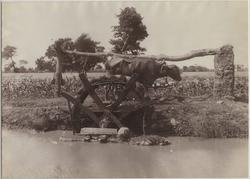 Sakieh (Noria) [Fotografi]