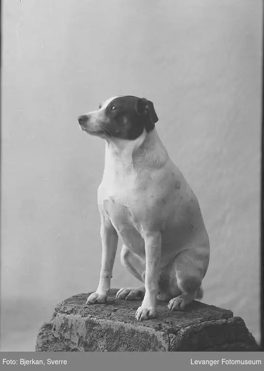 Portrett av Baker Eriksens hund.