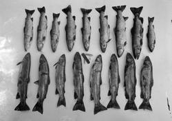 Fisk fotografert for T.O.F.A. (Trondheim og omland Fiskeriad