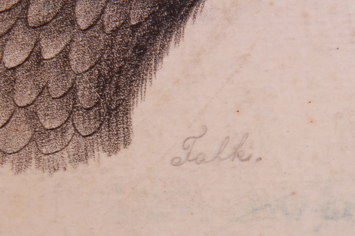 Store og små detaljer av fugler og ørn