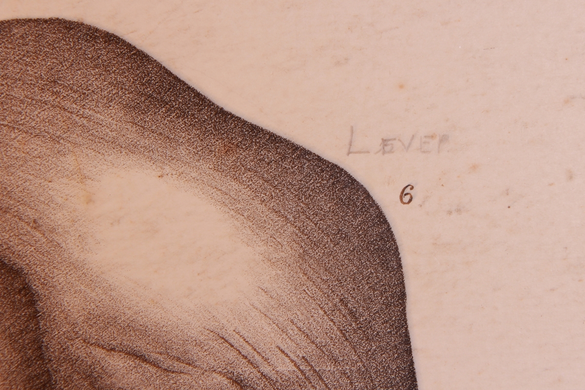 Store og små detaljer av ender.